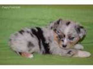 Miniature Australian Shepherd Puppy for sale in Hampton, GA, USA