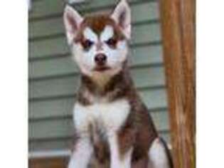 Siberian Husky Puppy for sale in Burlington, NC, USA