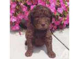 Labradoodle Puppy for sale in PARIS, IL, USA