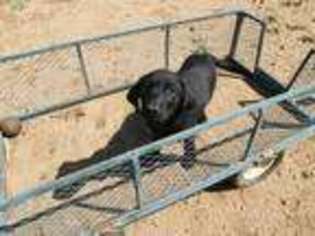 Labrador Retriever Puppy for sale in Amado, AZ, USA