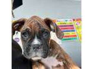 Boxer Puppy for sale in Lake Elsinore, CA, USA