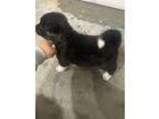 Akita Puppy for sale in Beaumont, CA, USA