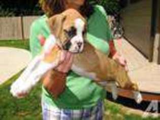 Boxer Puppy for sale in ALIQUIPPA, PA, USA