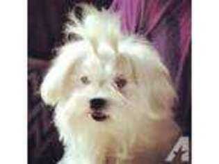 Maltese Puppy for sale in RIVERSIDE, CA, USA