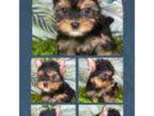 Yorkshire Terrier Puppy for sale in Billings, MT, USA