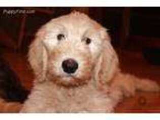 Goldendoodle Puppy for sale in Bruno, MN, USA