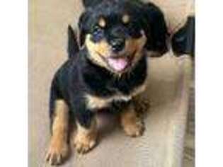 Rottweiler Puppy for sale in Winter Haven, FL, USA