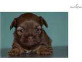 Shorkie Tzu Puppy for sale in Stillwater, OK, USA