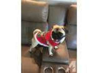 Pug Puppy for sale in LITHIA, FL, USA