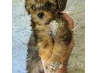 Mutt Puppy for sale in Mansfield Center, CT, USA