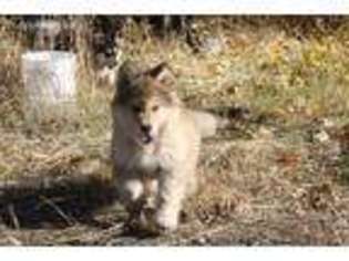 Alaskan Malamute Puppy for sale in John Day, OR, USA