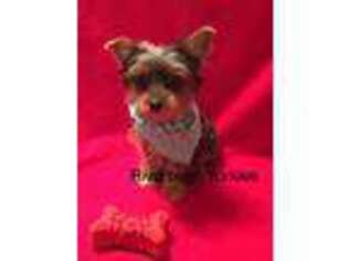 Yorkshire Terrier Puppy for sale in Poplarville, MS, USA