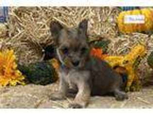 Chorkie Puppy for sale in Unknown, , USA