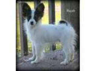 Papillon Puppy for sale in Mora, MN, USA