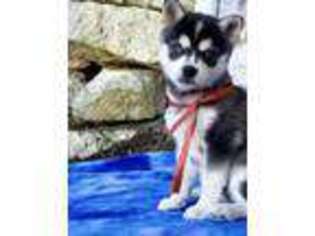 Alaskan Klee Kai Puppy for sale in Honey Brook, PA, USA