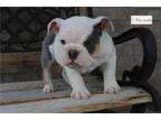 Bulldog Puppy for sale in Denver, CO, USA