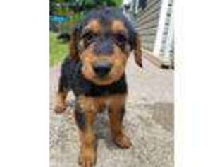 Airedale Terrier Puppy for sale in Barboursville, WV, USA