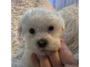 Maltese Puppy for sale in Newaygo, MI, USA
