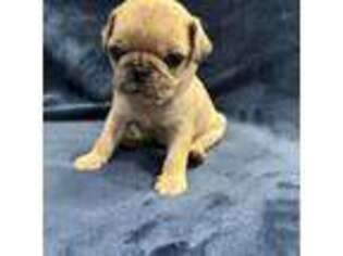 Pug Puppy for sale in Outlook, WA, USA