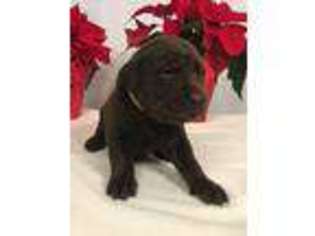Labrador Retriever Puppy for sale in Minnetonka, MN, USA