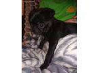 Pug Puppy for sale in Essex, MD, USA