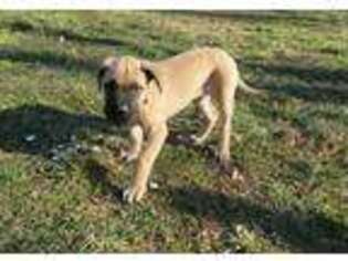 Mastiff Puppy for sale in Hopkinsville, KY, USA