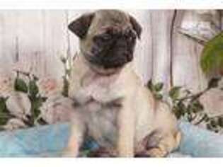 Pug Puppy for sale in Williamsport, PA, USA