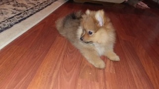 Pomeranian Puppy for sale in Cary, IL, USA