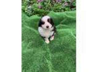 Miniature Australian Shepherd Puppy for sale in Dade City, FL, USA