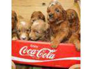 Goldendoodle Puppy for sale in Montrose, CO, USA