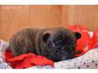 French Bulldog Puppy for sale in Enumclaw, WA, USA