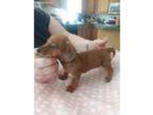Dachshund Puppy for sale in Penn Run, PA, USA