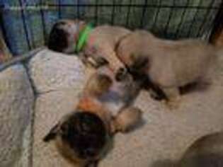 Pug Puppy for sale in Easthampton, MA, USA
