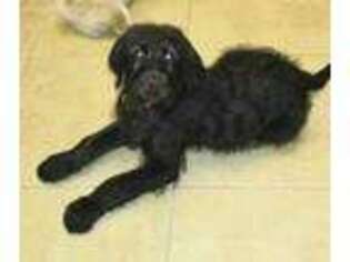 Labradoodle Puppy for sale in Chino, CA, USA