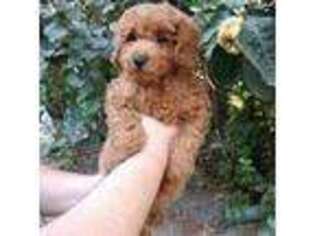 Mutt Puppy for sale in Cypress, TX, USA