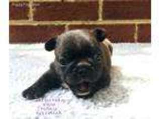 French Bulldog Puppy for sale in Rising Fawn, GA, USA