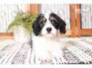Cavachon Puppy for sale in Fort Myers, FL, USA