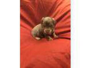 Dachshund Puppy for sale in Alexandria, TN, USA