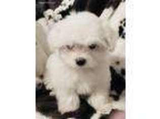 Maltese Puppy for sale in Zellwood, FL, USA