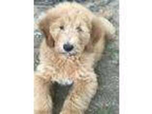 Goldendoodle Puppy for sale in Chestertown, MD, USA