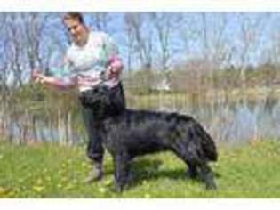 Flat Coated Retriever Puppy for sale in Medina, OH, USA