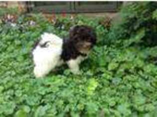 Havanese Puppy for sale in Mantorville, MN, USA