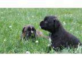 Boxer Puppy for sale in HUDSON, NY, USA