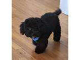 Mutt Puppy for sale in Nyack, NY, USA