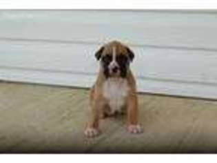 Boxer Puppy for sale in Cynthiana, KY, USA