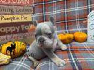 French Bulldog Puppy for sale in Merritt Island, FL, USA