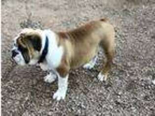 Bulldog Puppy for sale in Tempe, AZ, USA