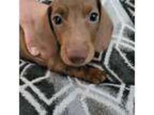 Dachshund Puppy for sale in Temple, TX, USA