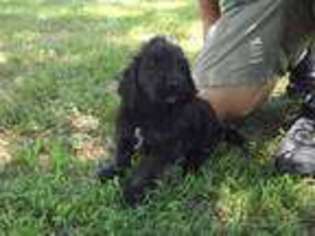 Goldendoodle Puppy for sale in Neosho, MO, USA