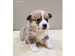 Pembroke Welsh Corgi Puppy for sale in Richmond, KY, USA